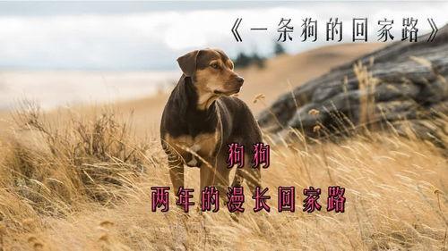 漫长的回家路,归乡之旅的温情与挑战